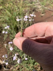 Rostellularia adscendens
