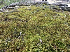 Triquetrella papillata