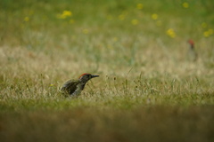 Picus viridis