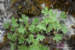 Potentilla caulescens