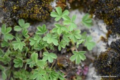 Potentilla caulescens