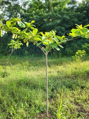 Terminalia catappa