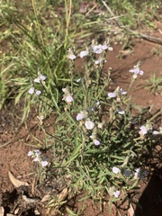 Rostellularia adscendens