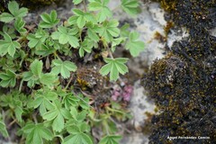Potentilla caulescens