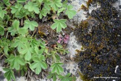 Potentilla caulescens