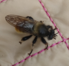 Laphria flava