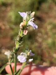 Rostellularia adscendens