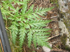 Molopospermum peloponnesiacum