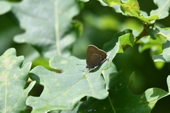 Satyrium ilicis