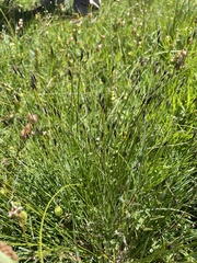 Schoenus ferrugineus