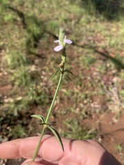 Rostellularia adscendens