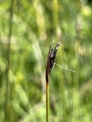 Schoenus ferrugineus