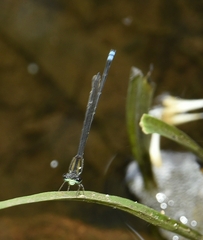 Pseudagrion indicum