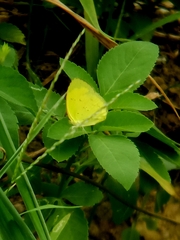 Eurema lacteola