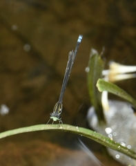 Pseudagrion indicum