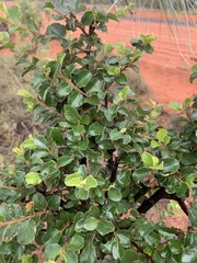 Petalostigma