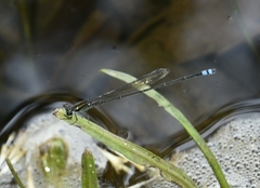Pseudagrion indicum