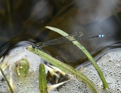 Pseudagrion indicum