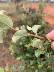 Petalostigma