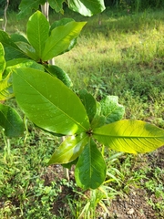 Terminalia catappa