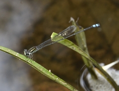 Pseudagrion indicum
