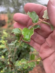 Petalostigma