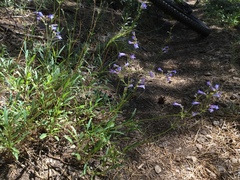 Penstemon gracilentus