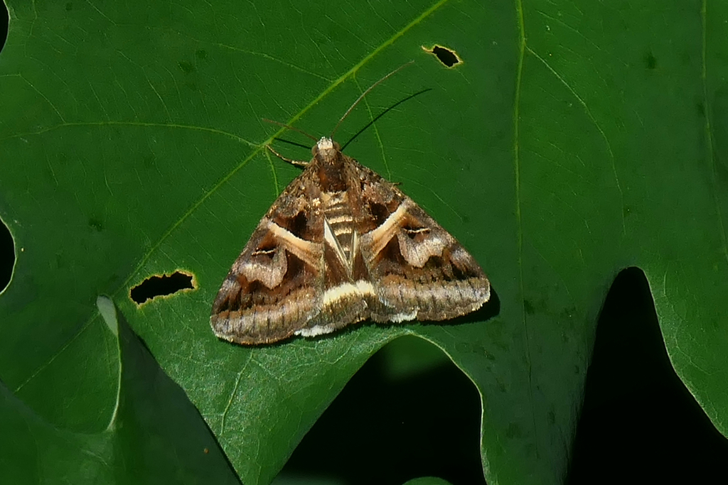 Figure-seven Moth