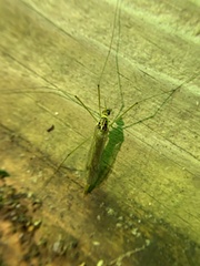 Nephrotoma virescens