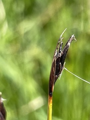 Schoenus ferrugineus