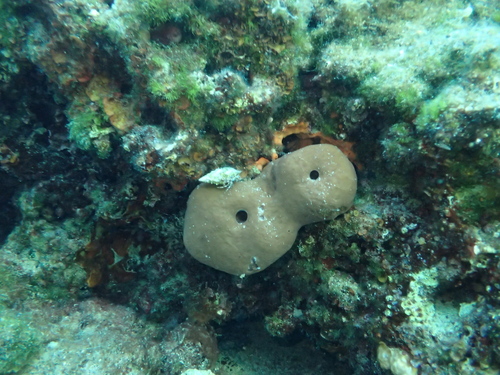 Stony Sponge, Crikvenica, Primorsko-Goranska, Croatia, photo 8 of 10