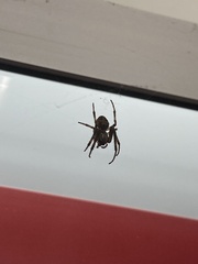 Larinioides sclopetarius