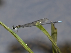 Pseudagrion indicum
