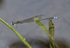 Pseudagrion indicum