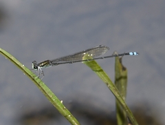 Pseudagrion indicum