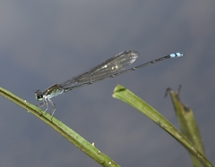 Pseudagrion indicum