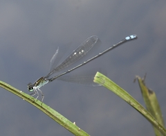 Pseudagrion indicum