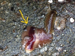 Notoplana sanguinea