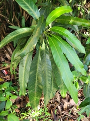 Mangifera indica