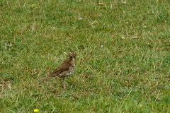 Turdus philomelos