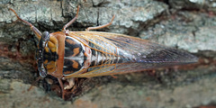 Megatibicen pronotalis