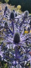 Eryngium planum