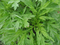 Artemisia vulgaris