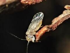 Hemipsocidae