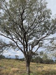 Acacia tephrina