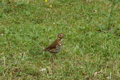Turdus philomelos