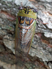 Megatibicen pronotalis