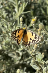 Colotis calais