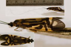 Macrostemum zebratum