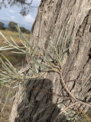 Acacia tephrina
